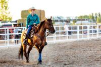 American Quarter Horse Breed Characteristics, Health & Nutrition Guide