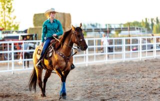 American Quarter Horse Breed Profile