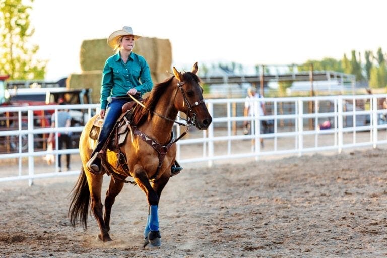 American Quarter Horse Breed Profile