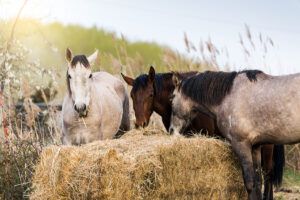 Botulism in Horses: Causes, Symptoms & Treatment