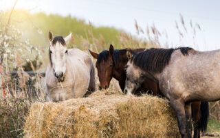 Botulism in Horses