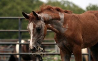 Hair Loss in Horses