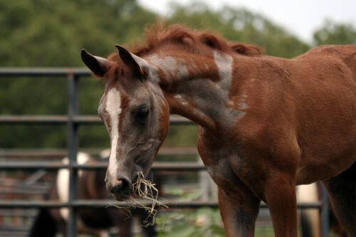 Hair Loss in Horses