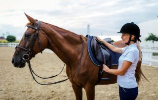 How to Feed Exercising Horse