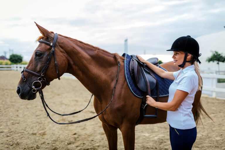 How to Feed Exercising Horse
