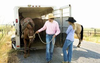 How to Trailer a Horse Tips