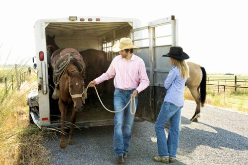 How to Trailer a Horse Tips