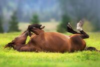 Impaction Colic in Horses: Signs, Diagnosis, Treatment & Prevention