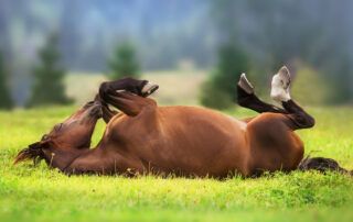 Impaction Colic in Horses