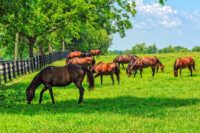 Pasture Health & Grazing Management for Horses – [Guide]