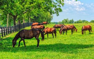 Pasture Health for Horses