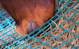 Slow Feeders for Horses