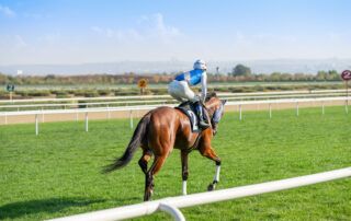 Thoroughbred Horse Breed Profile
