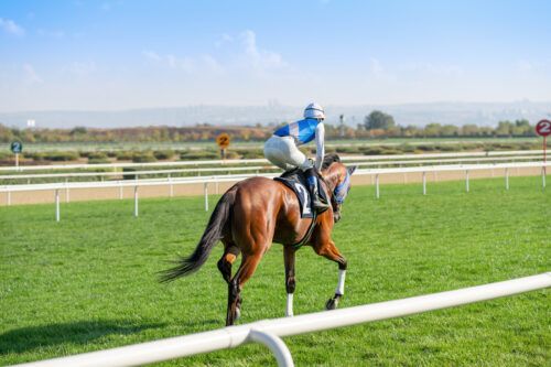 Thoroughbred Horse Breed Profile