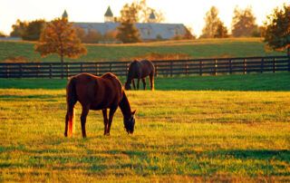 Turnout for Horses