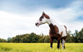 American Paint Horse Breed Profile