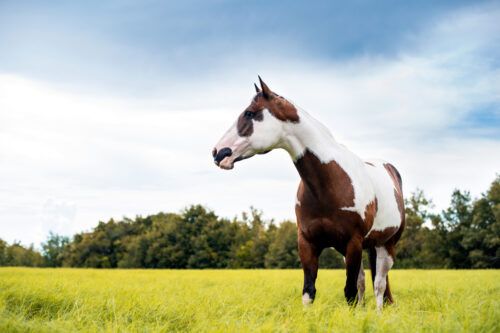 American Paint Horse Breed Profile