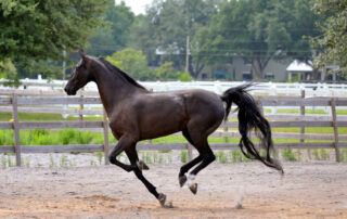 American Saddlebred Horse Breed Profile