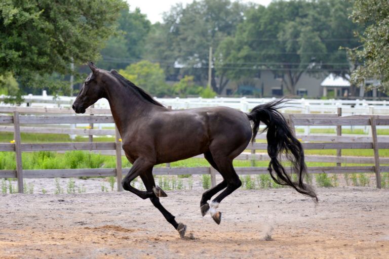 American Saddlebred Horse Breed Profile