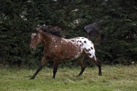 Appaloosa Horse Breed Characteristics, Health & Nutrition Guide