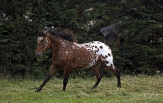 Appaloosa Horse Breed Profile