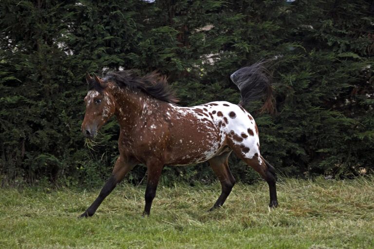 Appaloosa Horse Breed Profile