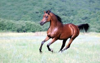 Arabian Horse Breen Profile
