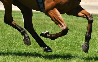 Bowed Tendons in Horses