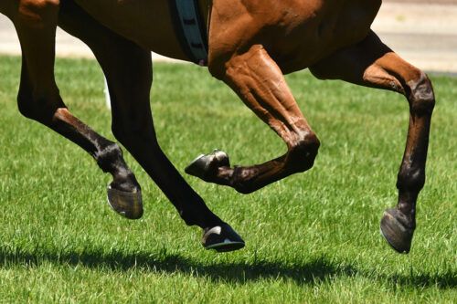 Bowed Tendons in Horses