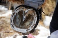 Corrective Shoeing for Horses: Types of Horseshoes & Benefits