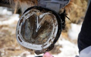 Corrective Shoeing in Horses