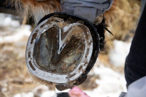 Corrective Shoeing in Horses