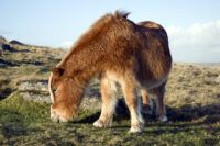 13 Signs of PPID in Horses: Long Hair Coat, Muscle Loss & More