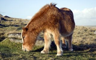 Early Warning Signs of PPID in Horses