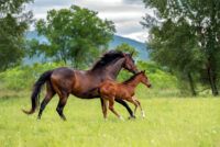 How to Feed a Growing Foal: Nutrition from Birth to Yearling