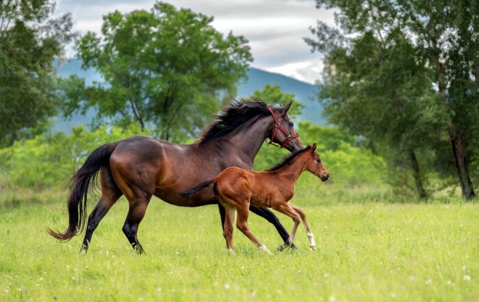 How to Feed the Growing Foal