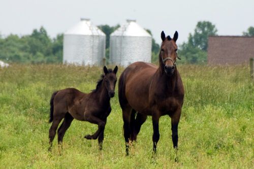 Morgan Horse Breed Characteristics