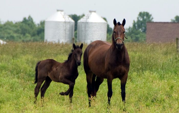 Morgan Horse Breed Characteristics