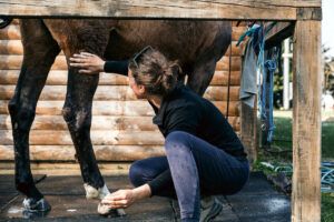 Shivers in Horses – Signs, Causes, Treatment & Prognosis