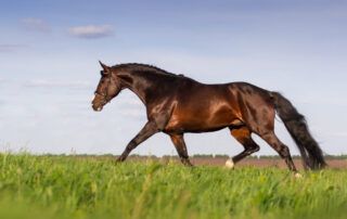 Adequan in Horses