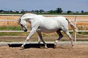 Andalusian Horse Breed Guide: Characteristics, Health & Nutrition