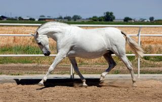 Andalusian Horse Breed Profile