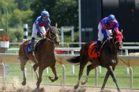 Arrhythmias in Performance Horses: Causes, Symptoms & Treatments