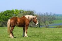 Belgian Draft Horse Breed Guide: Health, Nutrition & Characteristics