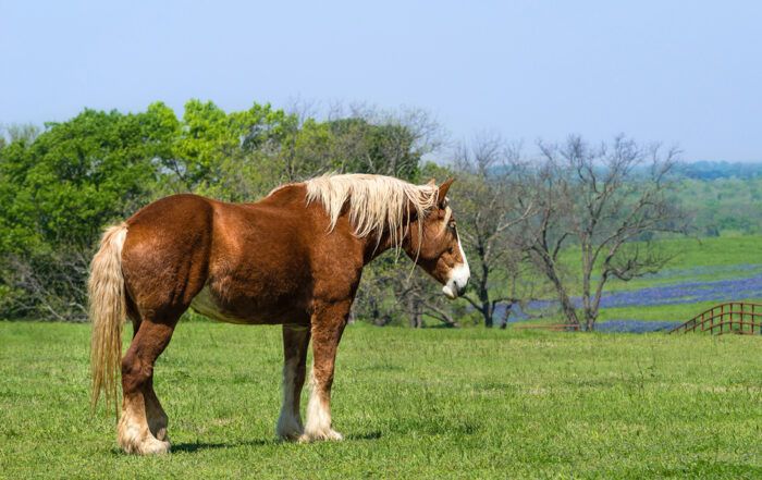 Belgian Draft Horse Breed Profile