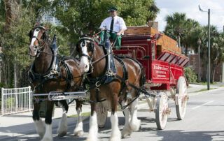 Clydesdale Horse Breed Profile