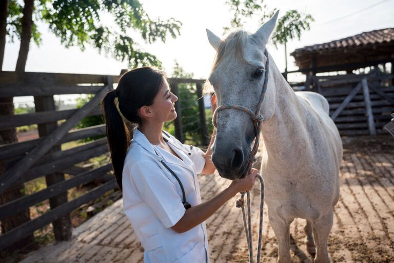 Enteroliths in Horses