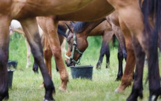Feeding Gelatin to Horses