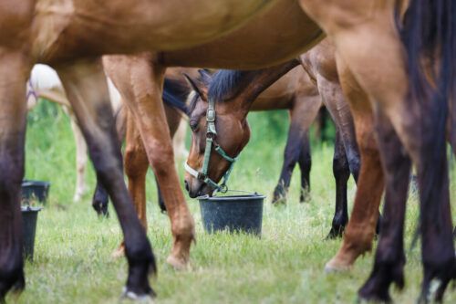 Feeding Gelatin to Horses