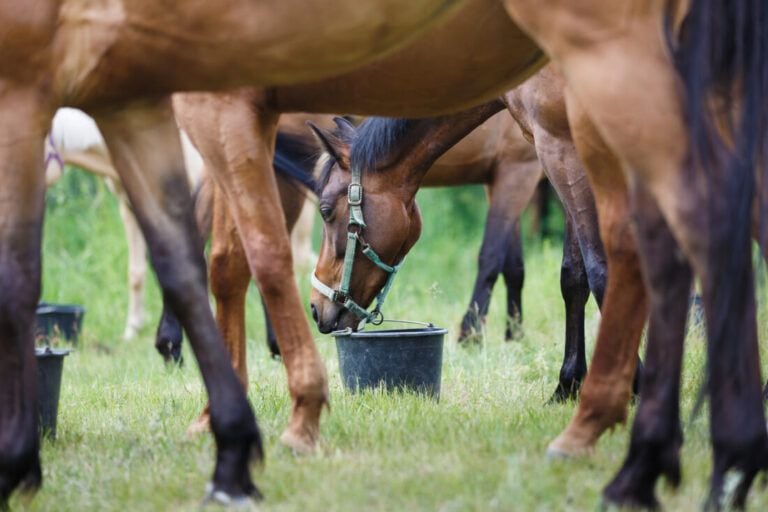 Feeding Gelatin to Horses
